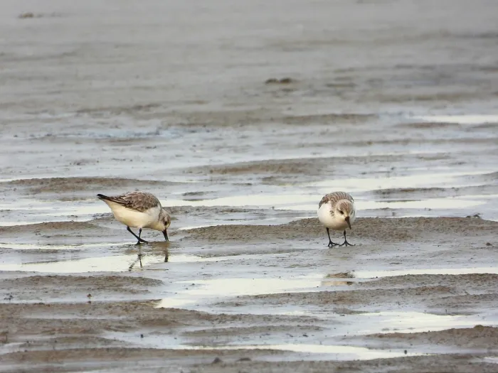 Gespotte Drieteenstrandloper