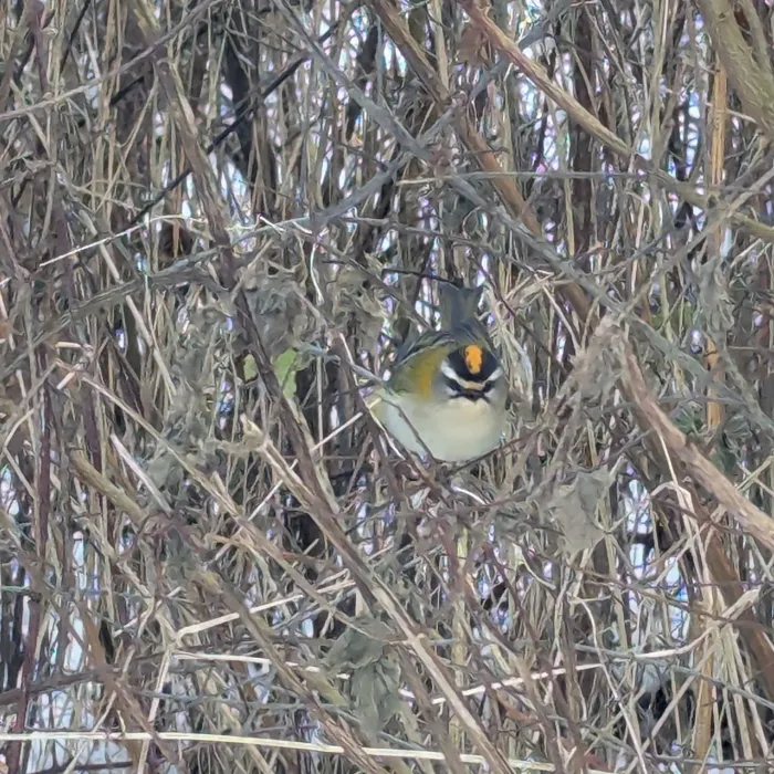 Spotted Common Firecrest