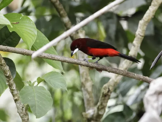 File:Ramphocelus melanogaster - Black-bellied Tanager 1.jpg