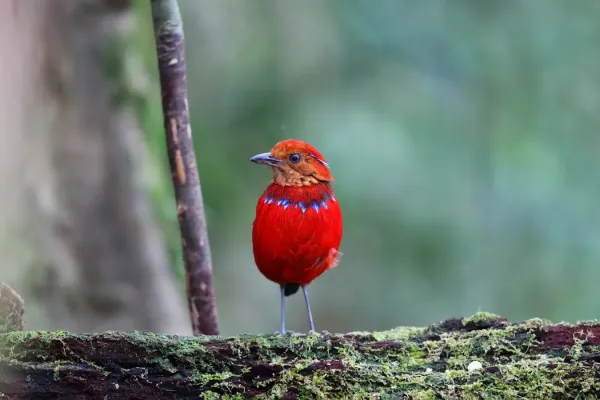 File:Erythropitta arquata (Blue-banded Pitta).jpg