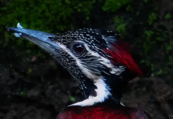 File:Red-backed Flameback (Dinopium psarodes) female head.jpg