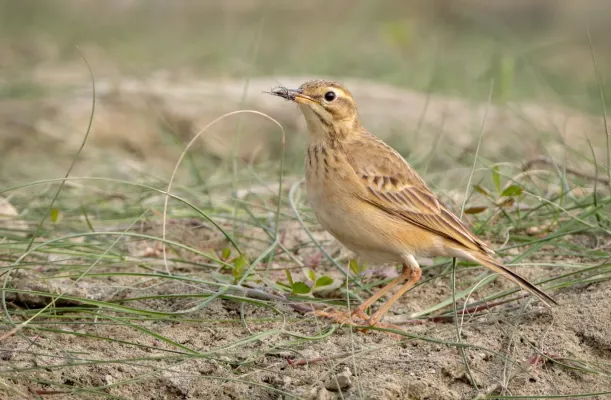 File:Paddyfield pipit (Anthus rufulus).jpg