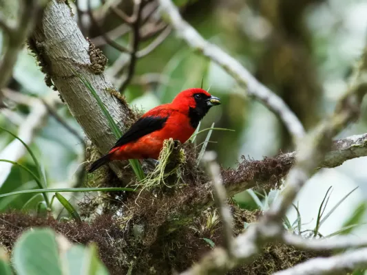 File:Calochaetes coccineus - Vermilion Tanager.jpg