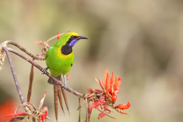 File:Golden-fronted leafbird (Chloropsis aurifrons).jpg
