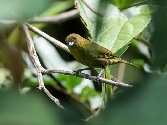 File:Bangsia flavovirens - Yellow-green Tanager 1.jpg
