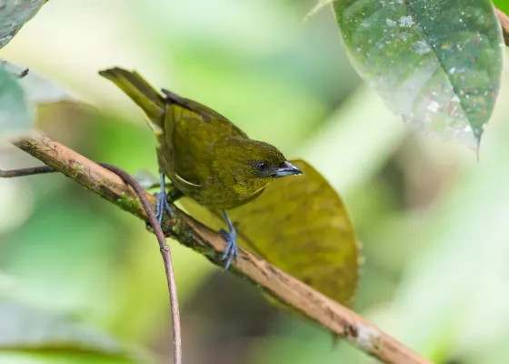 File:Bangsia flavovirens - Yellow-green Tanager 2.jpg