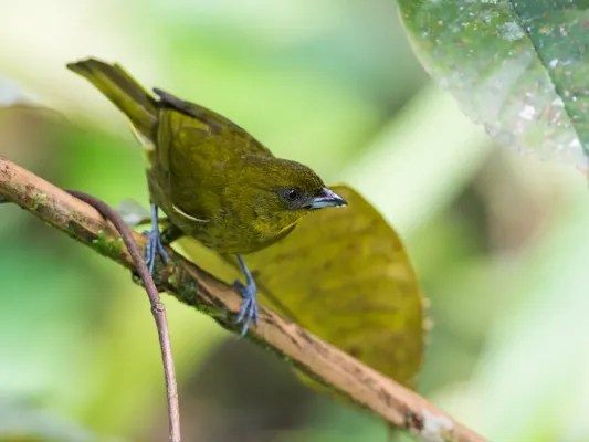 File:Bangsia flavovirens - Yellow-green Tanager 2 (cropped).jpg