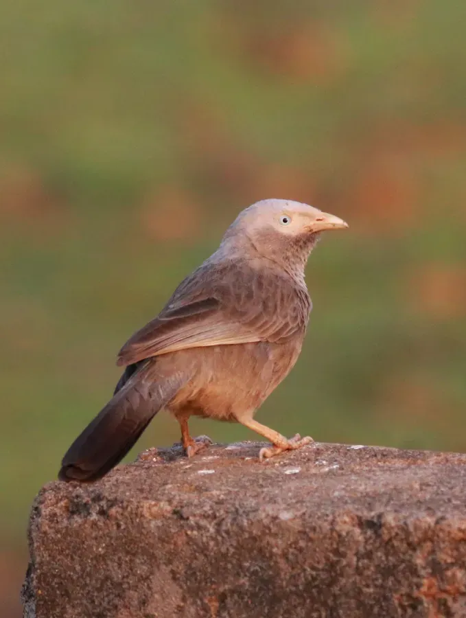File:Yellow-billed babbler ,Argya affinis.jpg