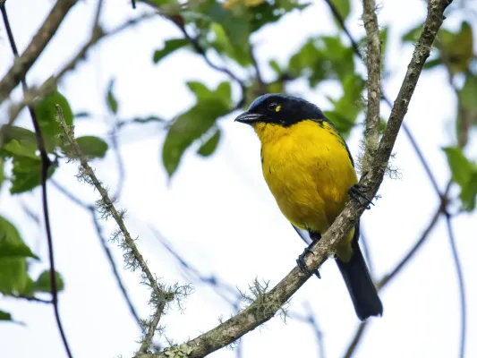 File:Anisognathus melanogenys - Black-cheeked Mountain-Tanager.jpg