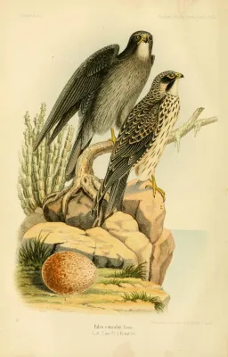 File:FalcoConcolorHartlaub.jpg