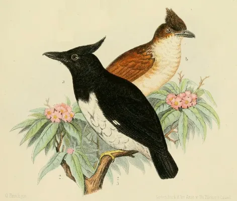 File:BiasMusicus.jpg