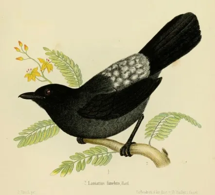 File:LaniariusFunebris.jpg