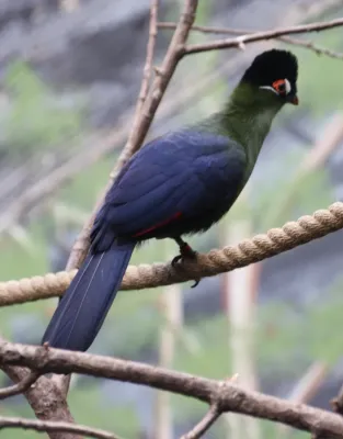 File:Tauraco hartlaubi Kristiansand Zoo 01.JPG