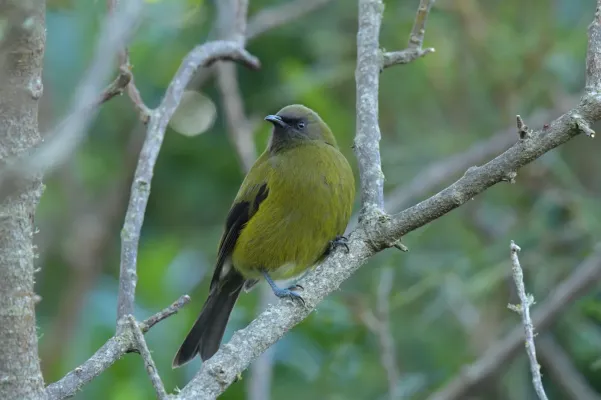 File:Anthornis melanura ssp. melanura.jpg