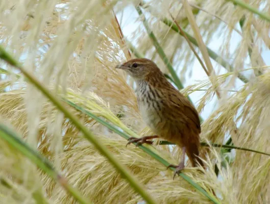 File:Poodytes punctatus ssp. punctatus.jpg
