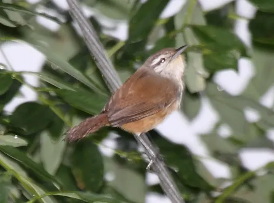File:Isthmian Wren (Cantorchilus elutus).jpg