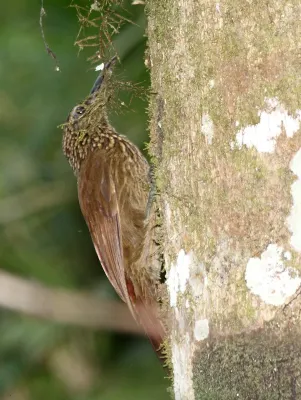 File:Cocoa Woodcreeper (Xiphorhynchus susurrans).jpg