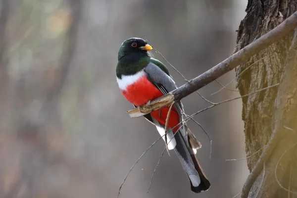 File:Elegant Trogon (Trogon elegans).jpg