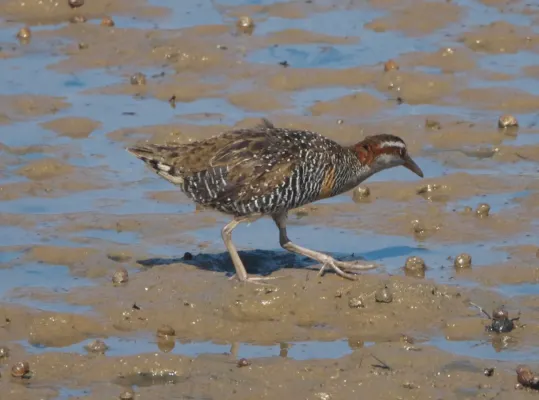 File:Gallirallus philippensis ssp. assimilis.jpg
