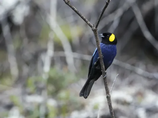 File:Iridosornis reinhardti - Yellow-scarfed Tanager.jpg