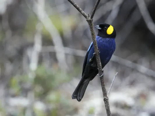 File:Iridosornis reinhardti - Yellow-scarfed Tanager (cropped).jpg