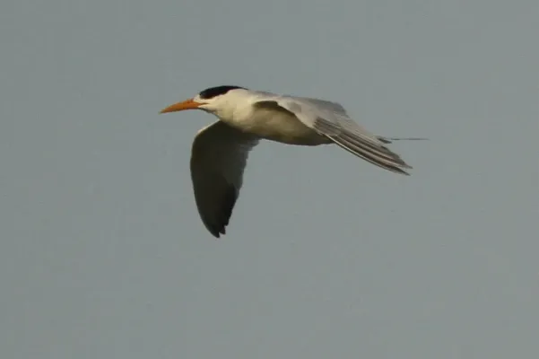 File:Thalasseus albididorsalis, M'bour, Senegal 3.jpg