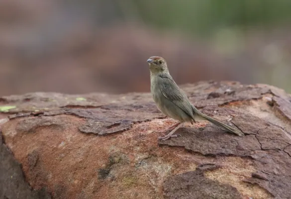 File:Lazy cisticola, Cisticola aberrans on the Kransberg at Marakele National Park, Limpopo, South Africa (23854950010).jpg