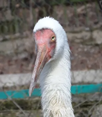 File:Grus leucogeranus species.jpg