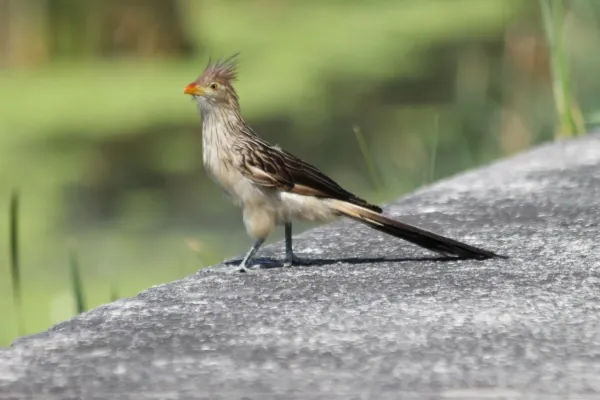 File:Guira Cuckoo, Buenos Aires, Argentina.jpg