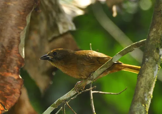File:Habia rubica -Miracatu, Sao Paulo, Brazil-8.jpg