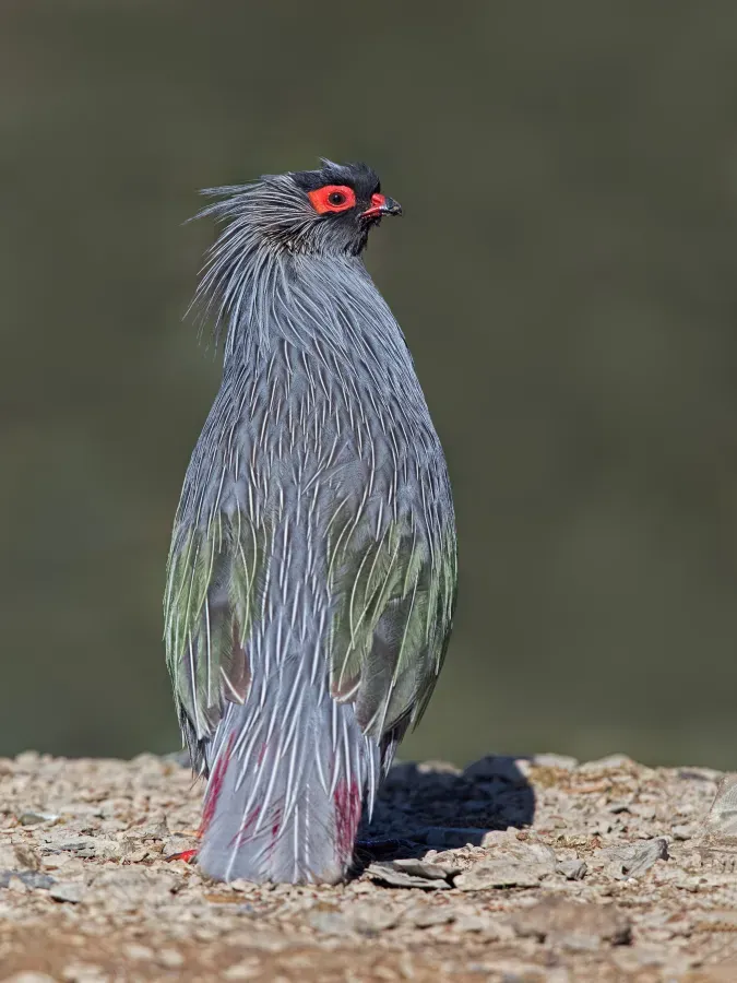 File:Ithaginis cruentus geoffroyi, Garzê Tibetan AP, Sichuan 9S3A1828.jpg