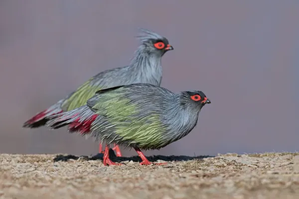 File:Ithaginis cruentus geoffroyi, Garzê Tibetan AP, Sichuan 9S3A1259.jpg
