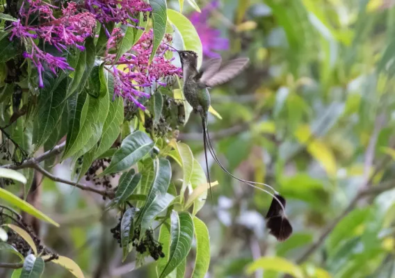 File:Loddigesia mirabilis 114707872.jpg