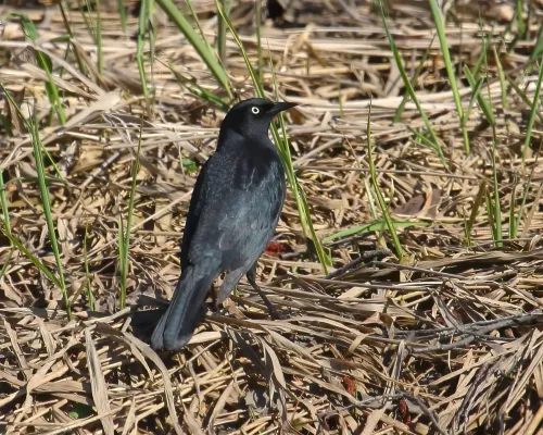File:Euphagus carolinus CT.jpg