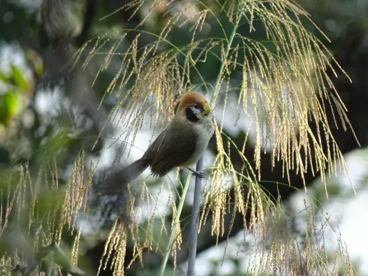 File:Paradoxornis guttaticollis 59785338.jpg