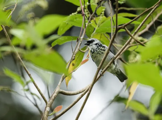 File:Poecilostreptus palmeri - Gray-and-gold Tanager.jpg