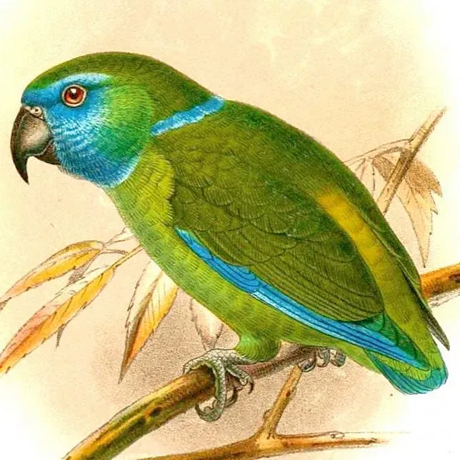 File:Bolbopsittacus lunulatus.jpg