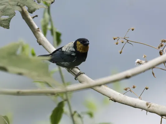 File:Stilpnia viridicollis - Silvery Tanager - male.jpg