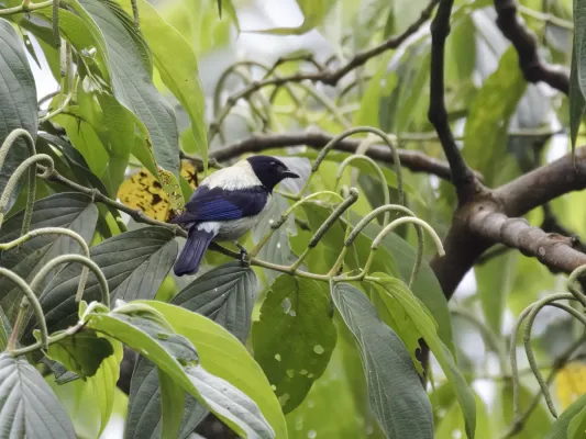 File:Stilpnia cyanoptera - Black-headed Tanager - male.jpg