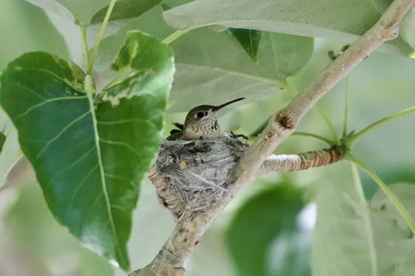 File:Selasphorus calliope 82792210.jpg