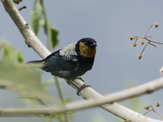 File:Stilpnia viridicollis - Silvery Tanager - male (cropped).jpg