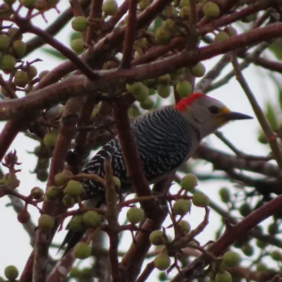 File:Yucatán woodpecker (Melanerpes pygmaeus rubricomus)-male-Mexico-Yucatán-Celestún.jpg
