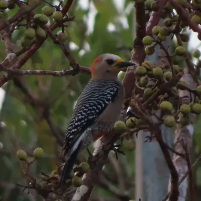 File:Yucatán woodpecker (Melanerpes pygmaeus rubricomus)-female-Mexico-Yucatán-Celestún.jpg