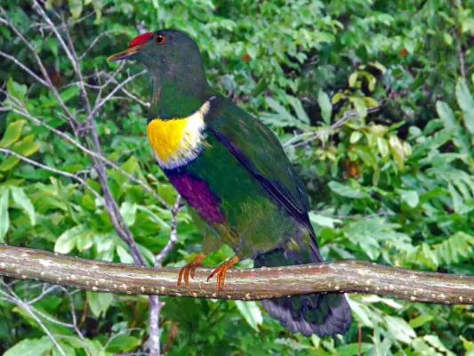 File:Columbidae - Ptilinopus rivoli bellus (White-bibbed fruit dove).JPG