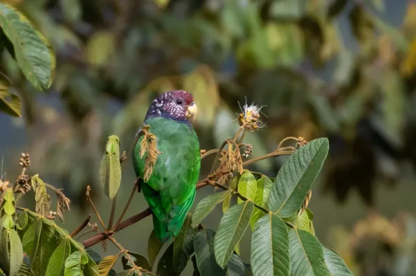 File:Pionus tumultuosus 69270129.jpg