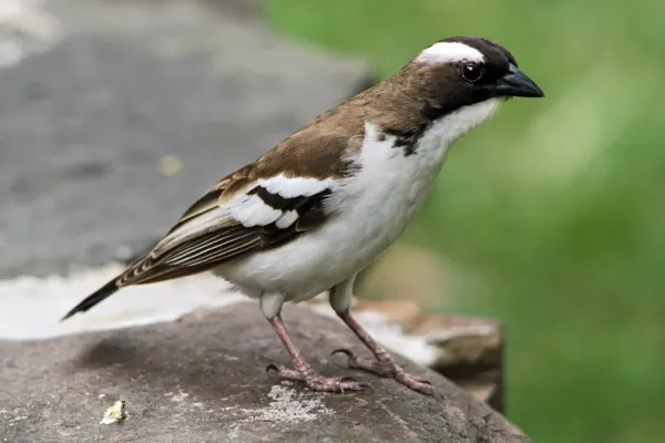 File:Plocepasser mahali -Baringo Lake, Kenya -male-8.jpg