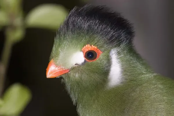 File:White-cheeked turaco - Menelikornis leucotis - captive.jpg