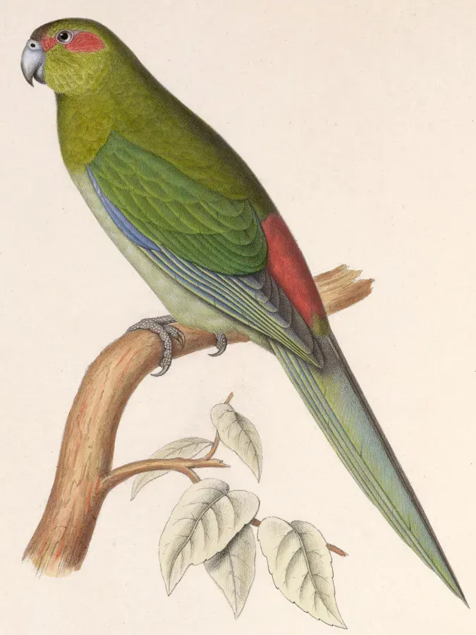 File:Cyanoramphus zealandicus 1849 2.jpg