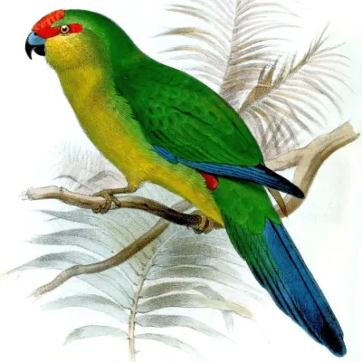 File:Cyanoramphus saisseti.jpg