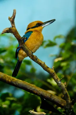 File:Todiramphus cinnamominus -Lincoln Park Zoo, Chicago, USA -male-8.jpg